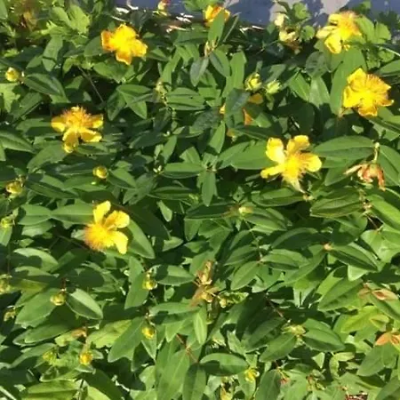 Szent Jakab Bed & Breakfast