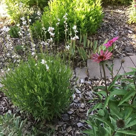 Bed & Breakfast Szent Jakab 3*