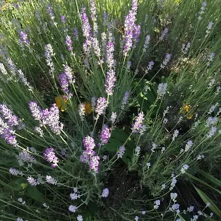 Szent Jakab Vászoly