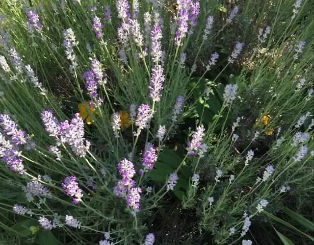 Szent Jakab Vászoly